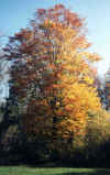 baum1.jpg (105382 Byte)