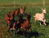 ziege5.jpg (46899 Byte)